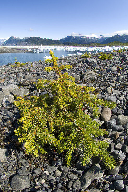 Picea sitchensis, the Sitka spruce, is a large coniferous evergreen tree growing up to 80 m tall, and with a trunk diameter of up to 5 m, exceptionally to 6–7 m diameter. Prince William Sound, Chugach National Forest. Alaska. Pinaceae. A young tree growi